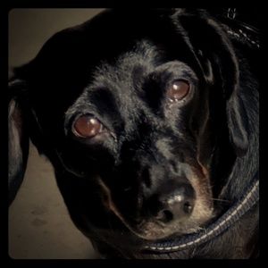 Meet your Posher, Becky